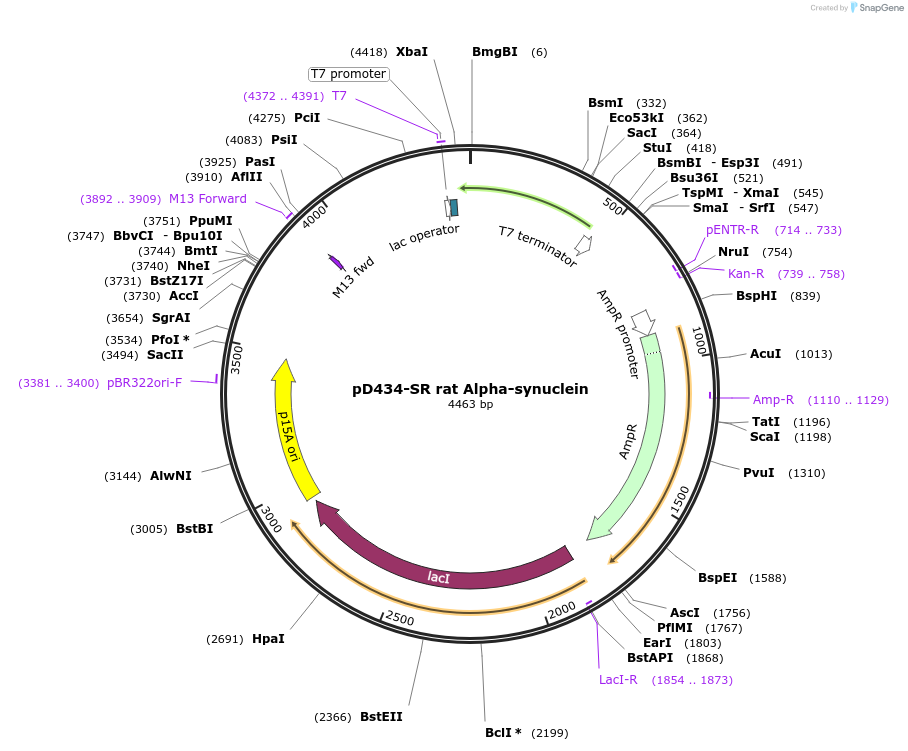 89076-plasmid-map-sequence-id-174095