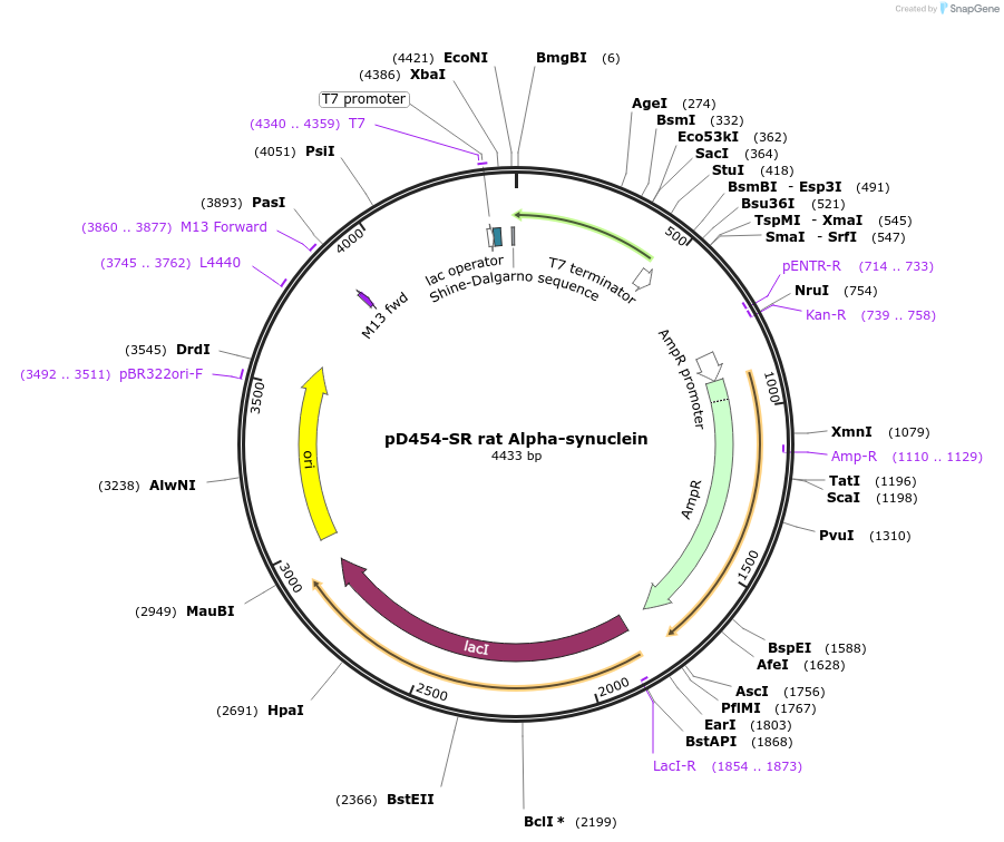 89074-plasmid-map-sequence-id-174096