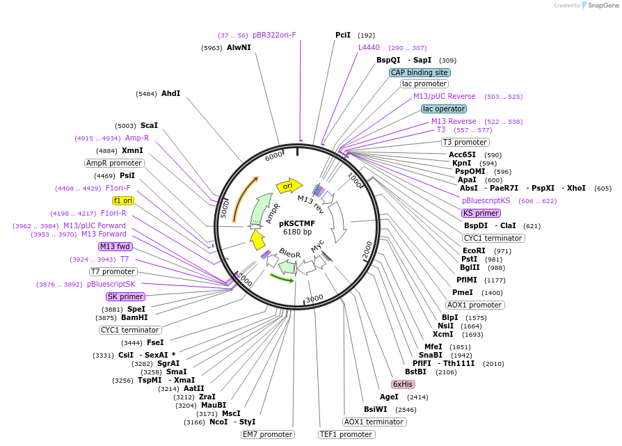 85073-plasmid-map-sequence-id-174101