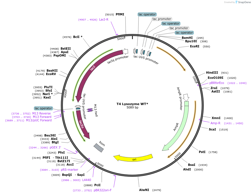 18111-plasmid-map-sequence-id-174143