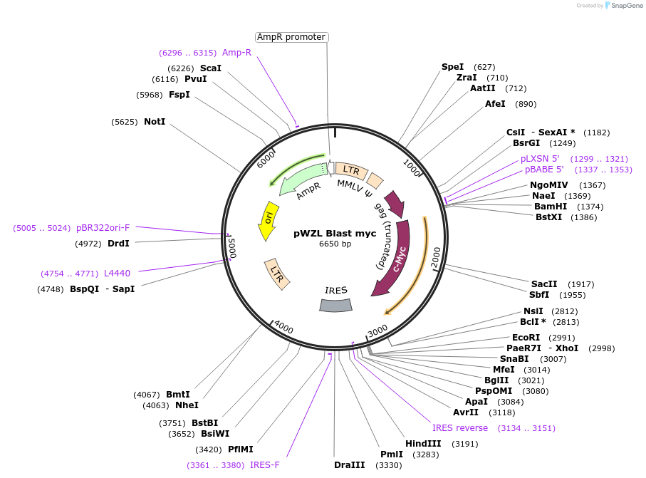 10674-plasmid-map-sequence-id-174151