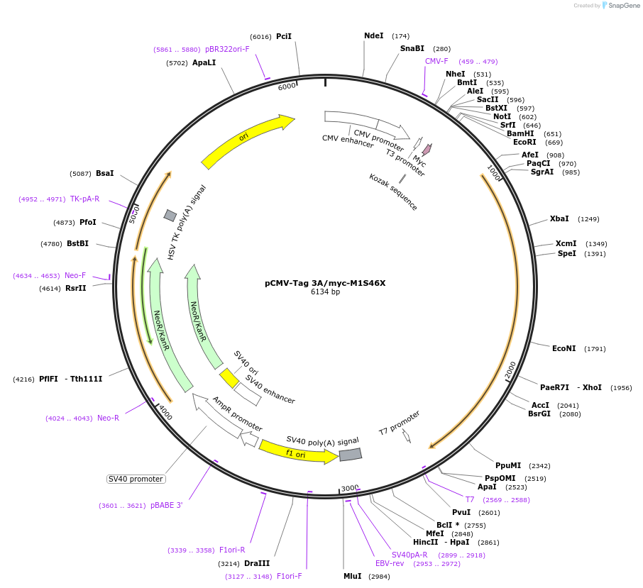 87718-plasmid-map-sequence-id-174164