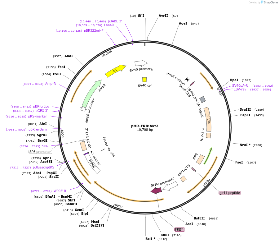 72899-plasmid-map-sequence-id-174173