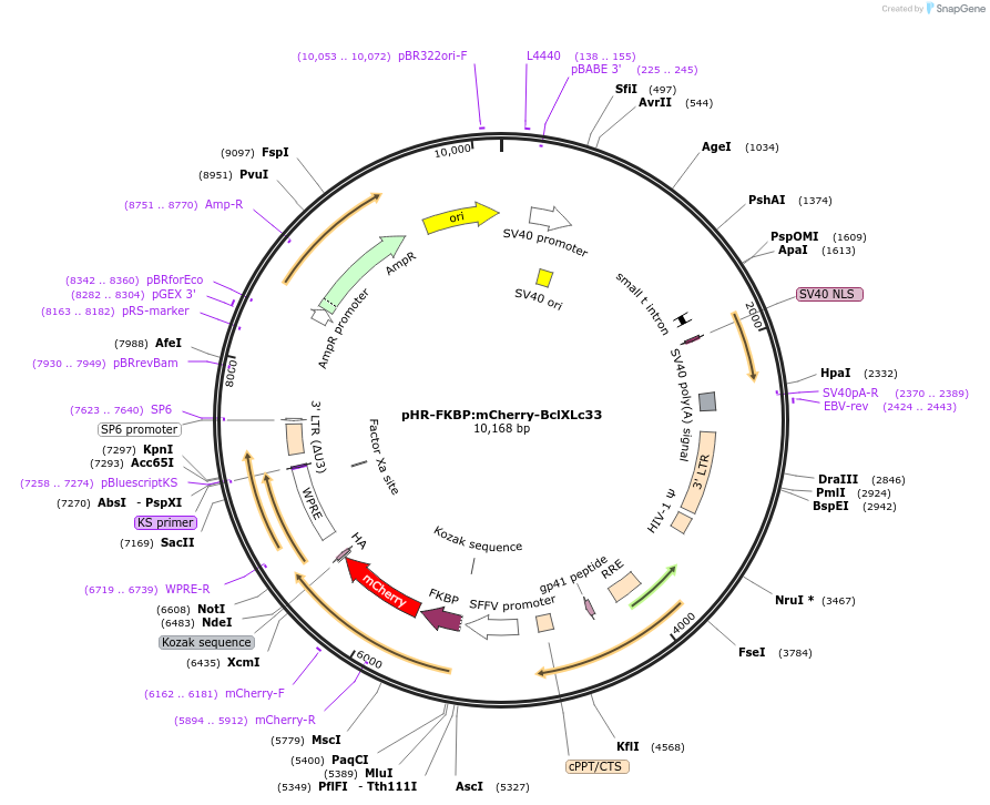 72905-plasmid-map-sequence-id-174176