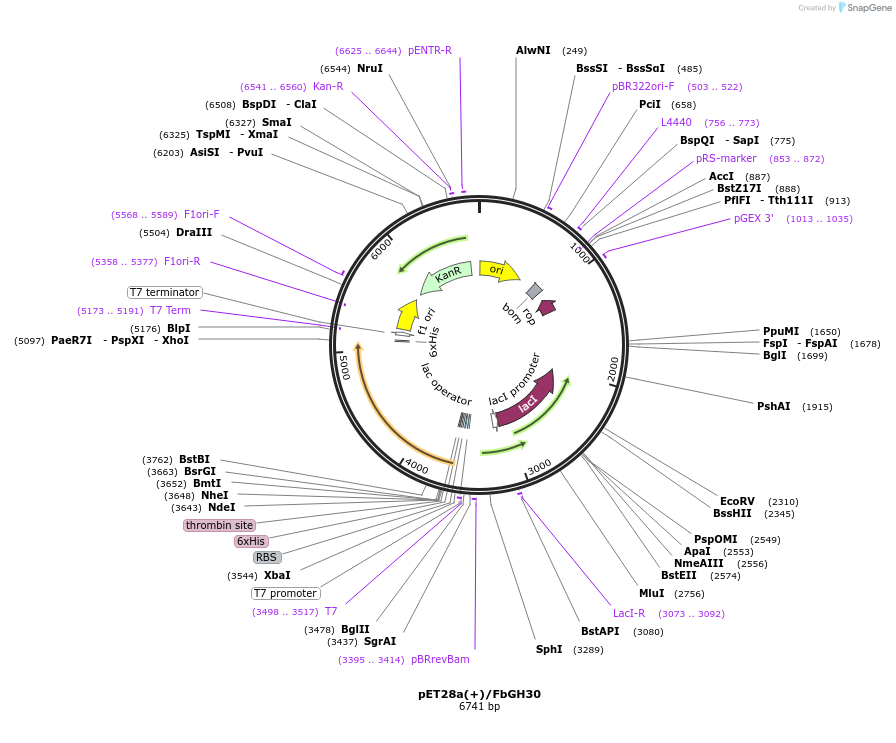 86463-plasmid-map-sequence-id-174178