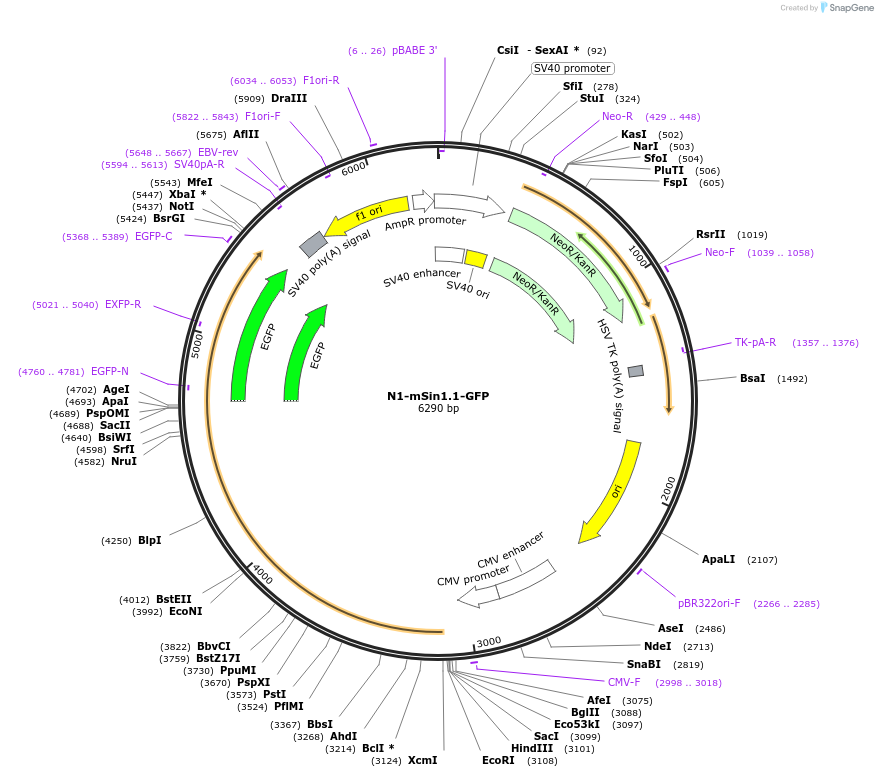 72907-plasmid-map-sequence-id-174179