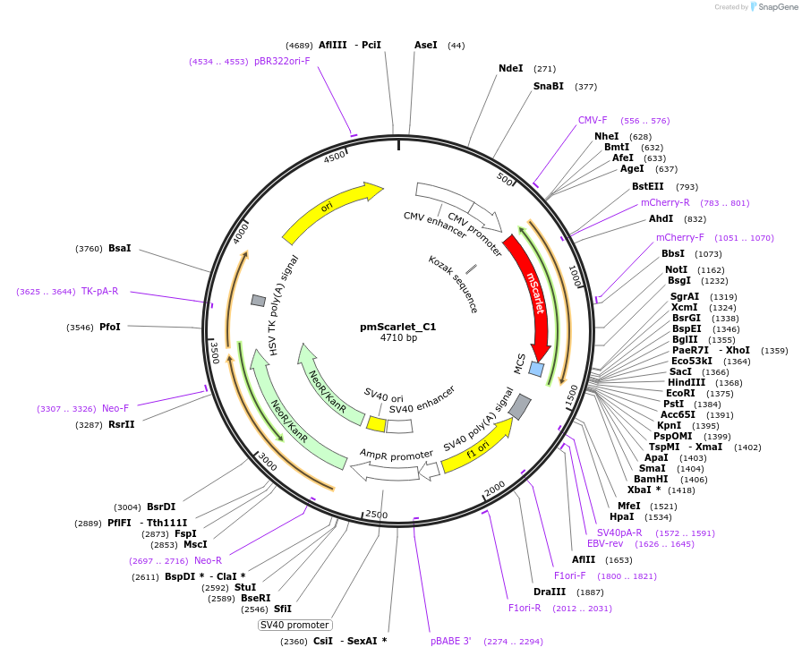 85042-plasmid-map-sequence-id-174185