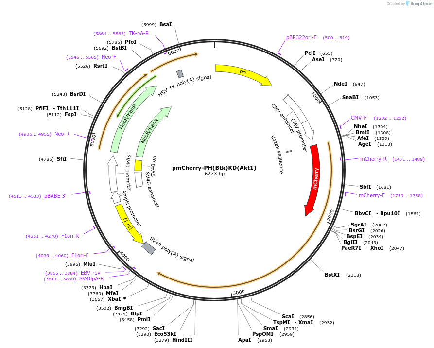 86636-plasmid-map-sequence-id-174210
