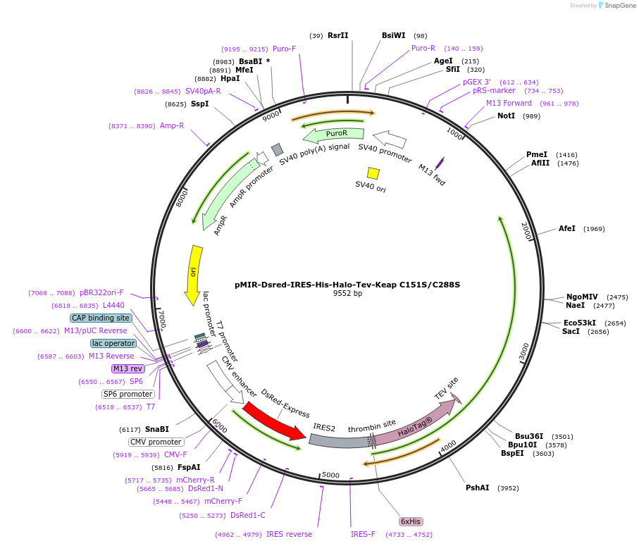 62460-plasmid-map-sequence-id-174211