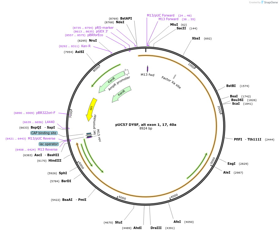 87891-plasmid-map-sequence-id-174220