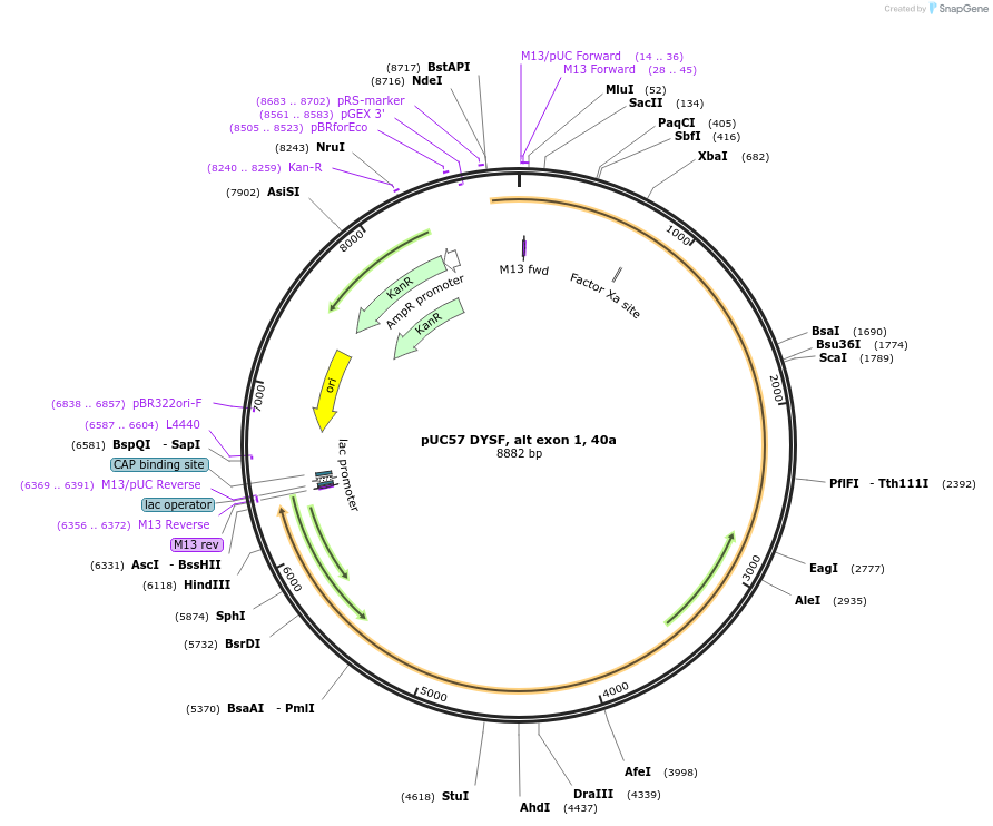 87894-plasmid-map-sequence-id-174239