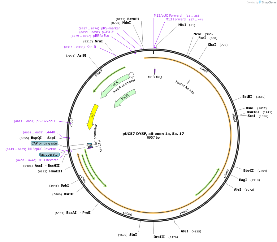 87896-plasmid-map-sequence-id-174247