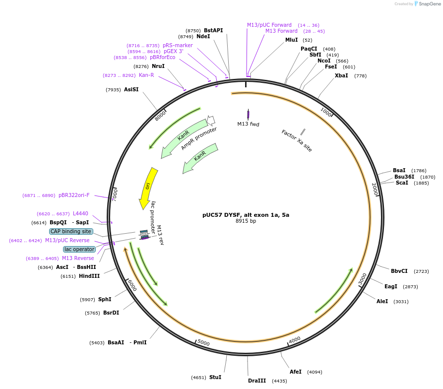 87898-plasmid-map-sequence-id-174249