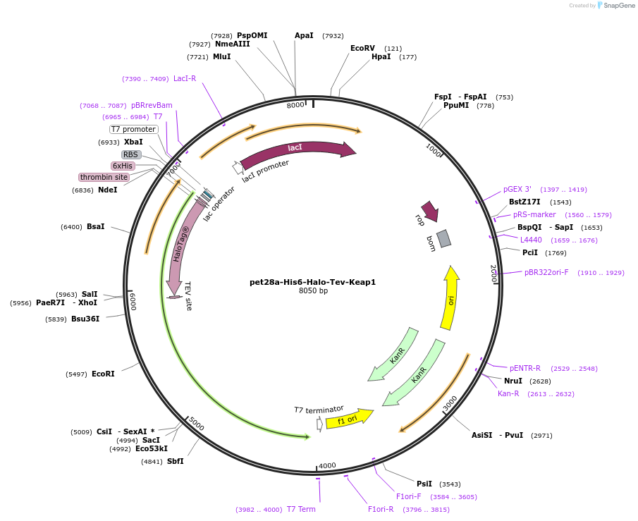 62456-plasmid-map-sequence-id-174258