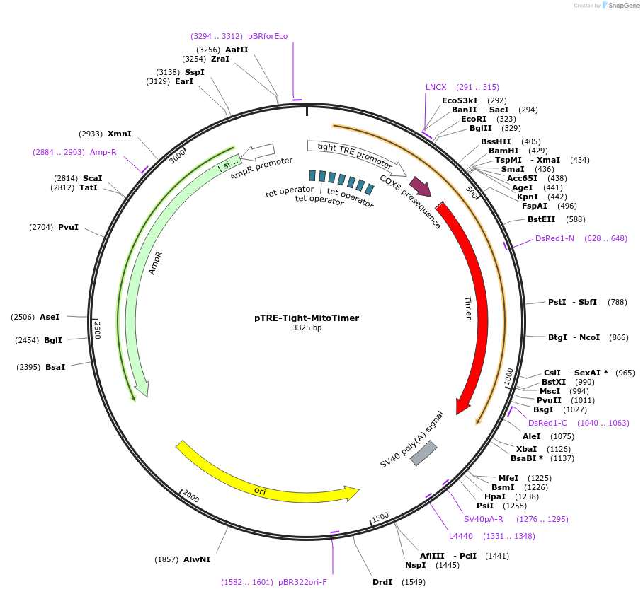 50547-plasmid-map-sequence-id-174266