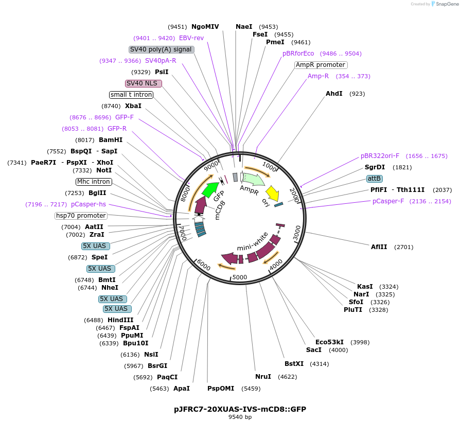 26220-plasmid-map-sequence-id-174270