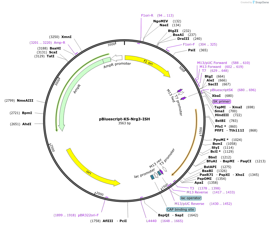 87669-plasmid-map-sequence-id-174279
