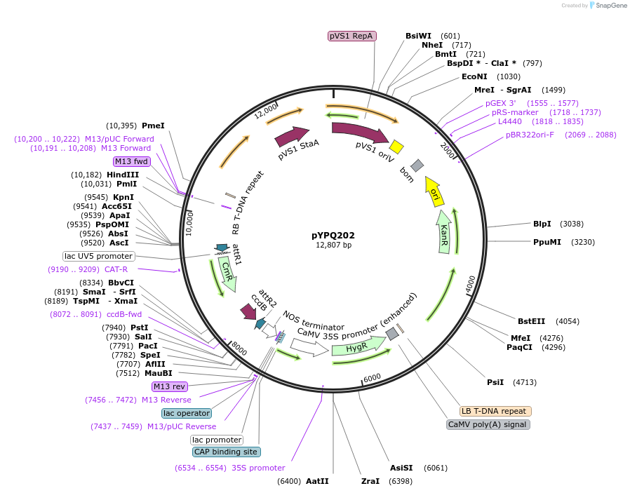86198-plasmid-map-sequence-id-174281