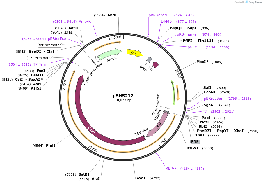 87346-plasmid-map-sequence-id-174283