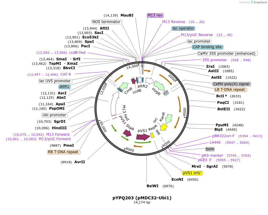 86207-plasmid-map-sequence-id-174284