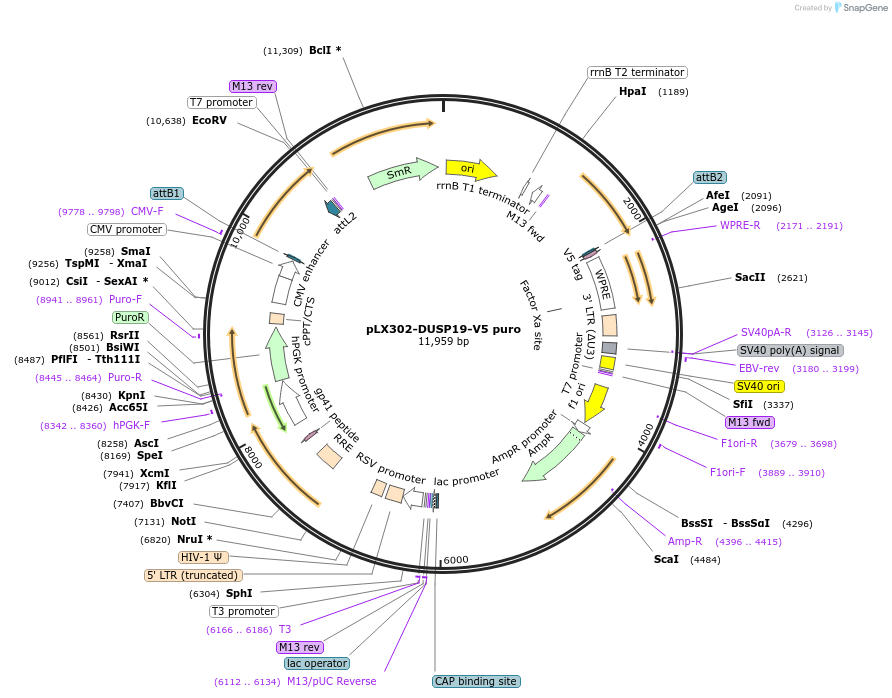 87772-plasmid-map-sequence-id-174296