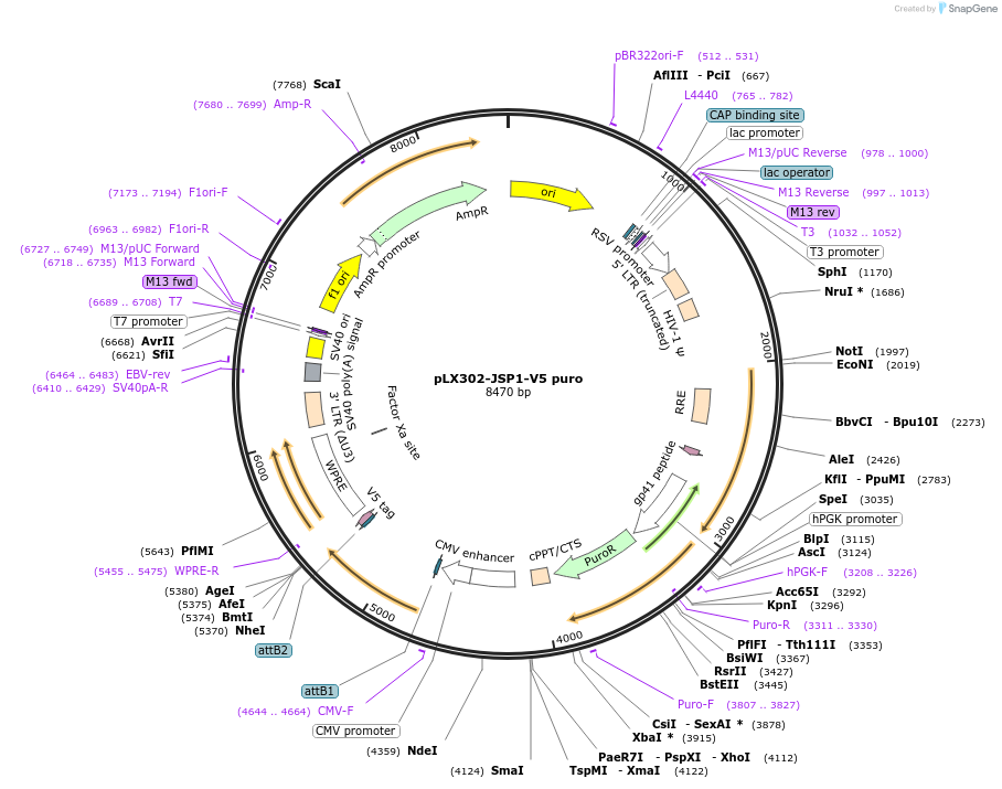 87773-plasmid-map-sequence-id-174297