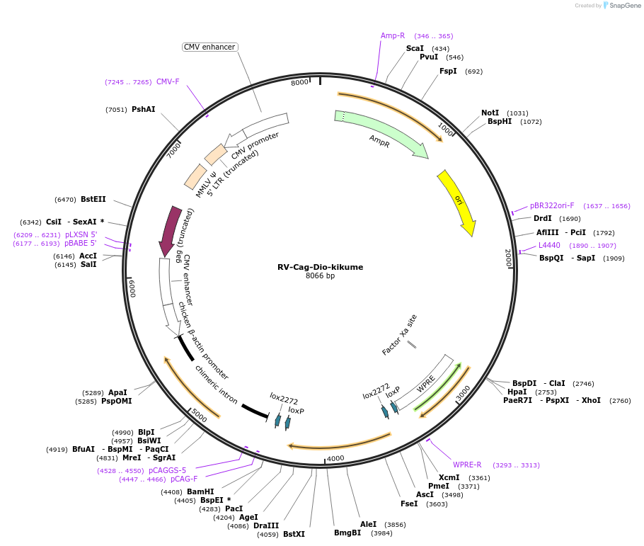 87663-plasmid-map-sequence-id-174323