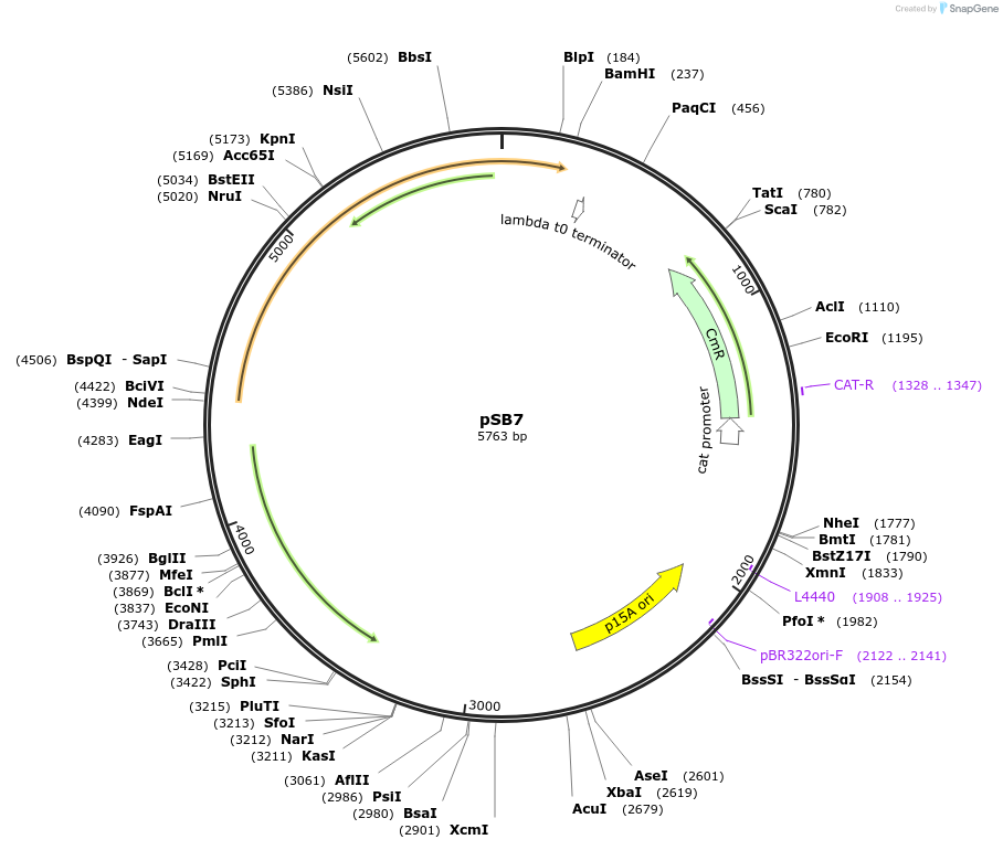 82029-plasmid-map-sequence-id-174333