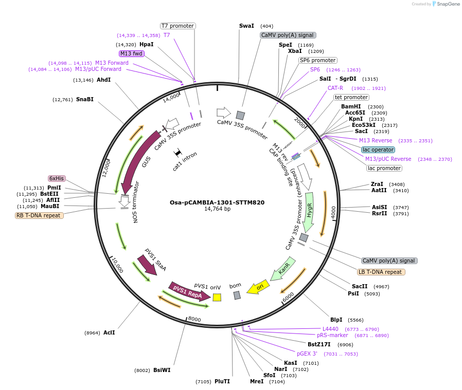 84228-plasmid-map-sequence-id-174339