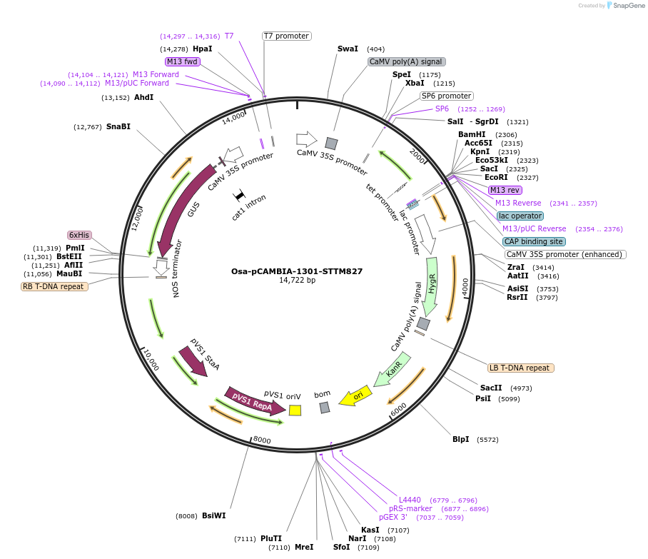 84229-plasmid-map-sequence-id-174340