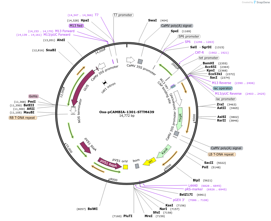 84222-plasmid-map-sequence-id-174341