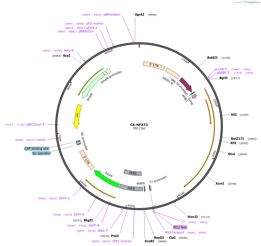 11102-plasmid-map-sequence-id-174347