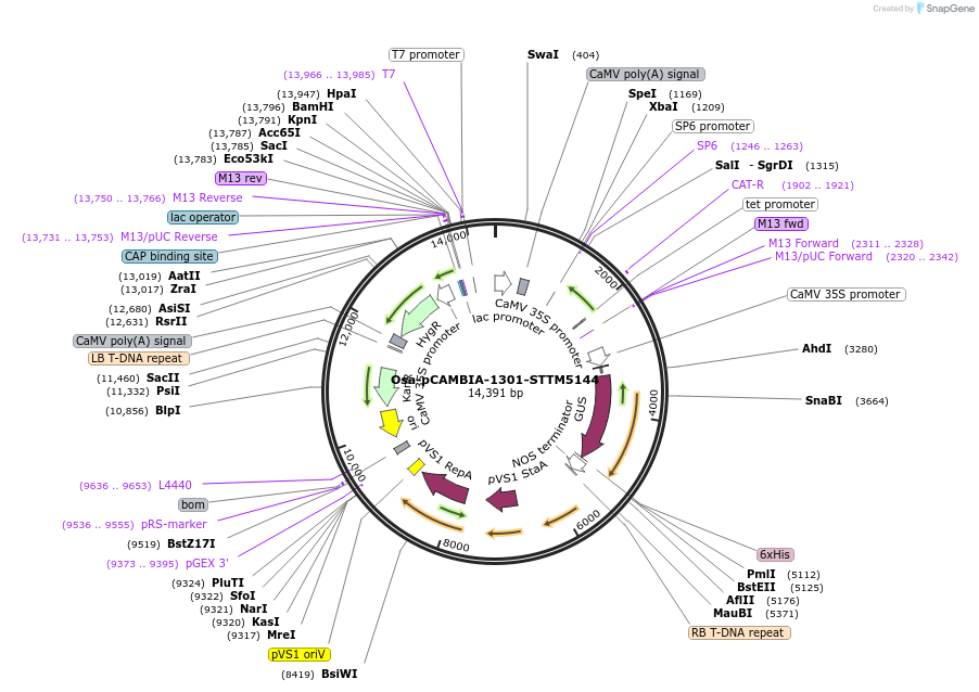 84235-plasmid-map-sequence-id-174348