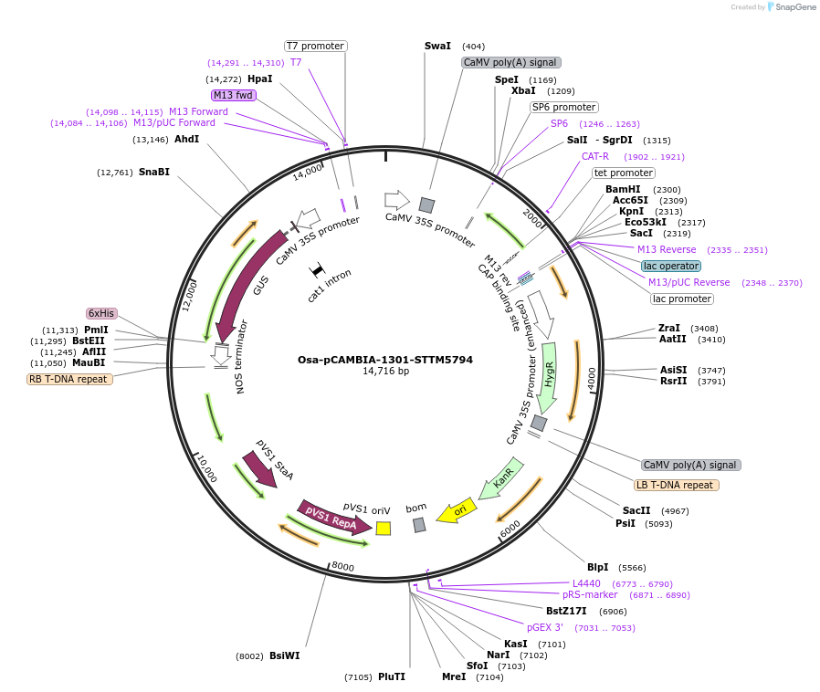 84237-plasmid-map-sequence-id-174349
