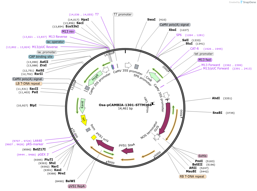 84197-plasmid-map-sequence-id-174350