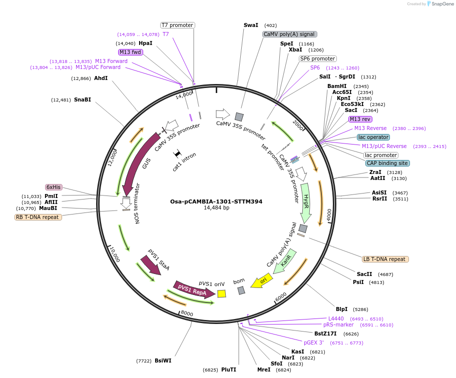 84204-plasmid-map-sequence-id-174359