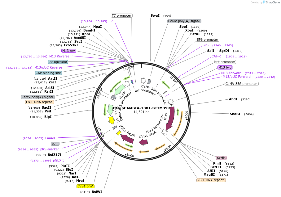 84216-plasmid-map-sequence-id-174361