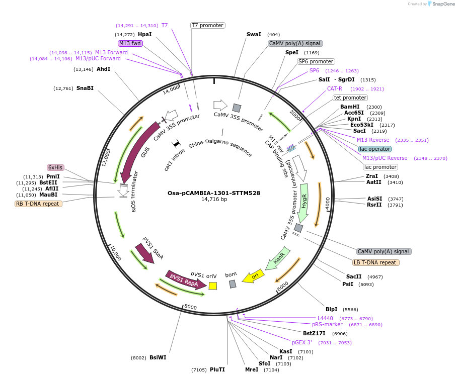 84224-plasmid-map-sequence-id-174363