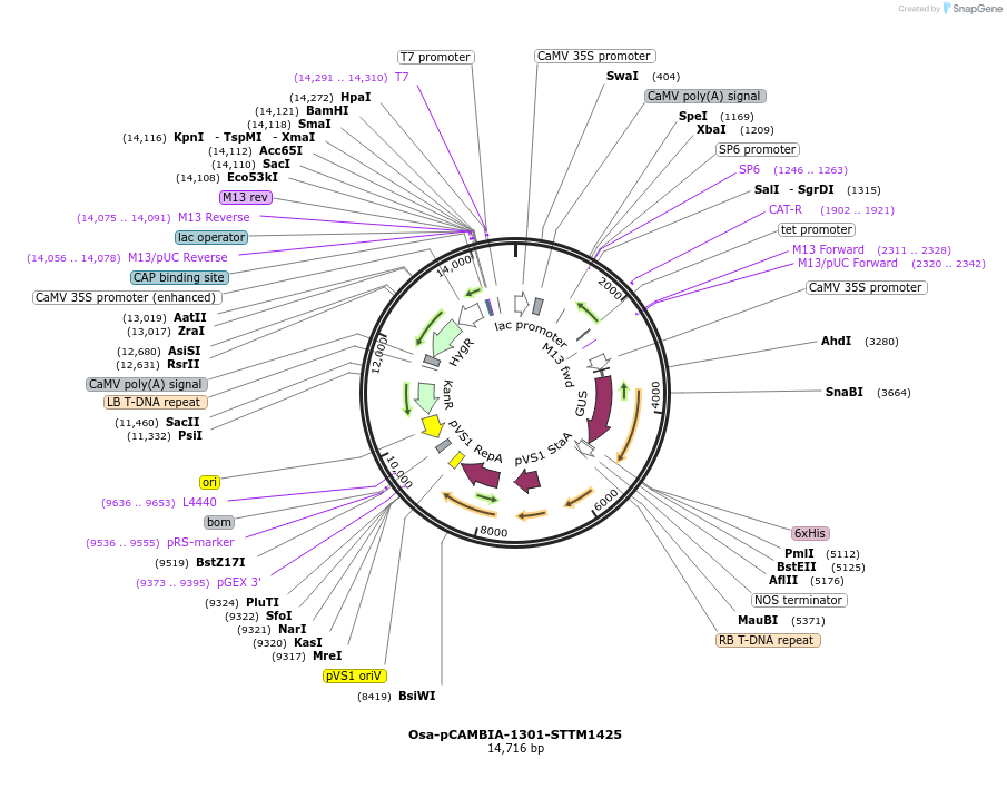84230-plasmid-map-sequence-id-174368
