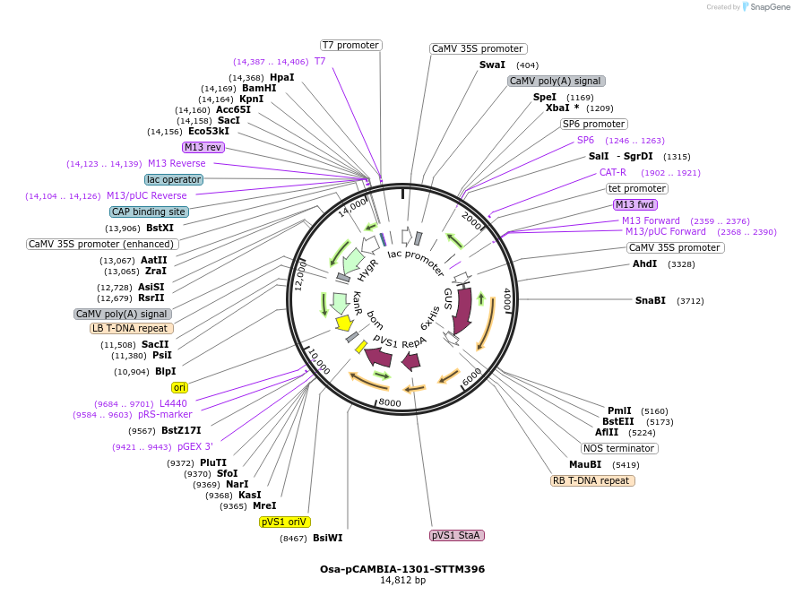 84206-plasmid-map-sequence-id-174373
