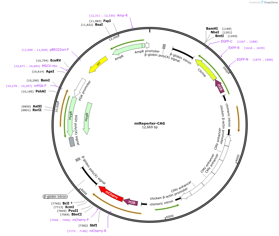 82478-plasmid-map-sequence-id-174379