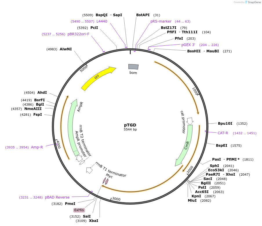88894-plasmid-map-sequence-id-174381