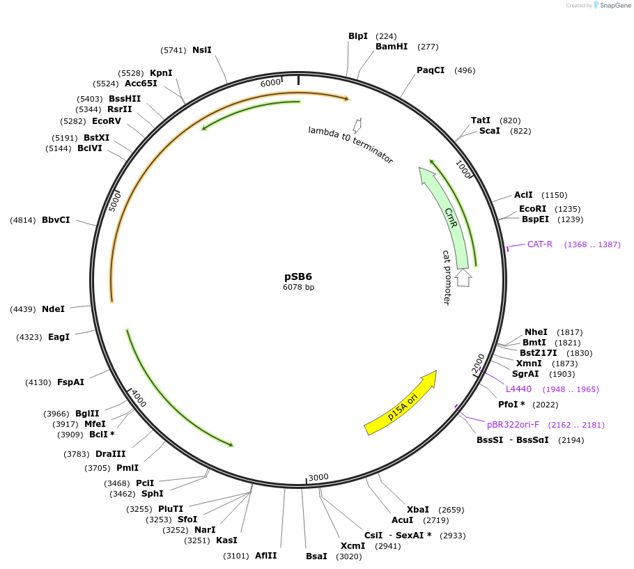 82028-plasmid-map-sequence-id-174383