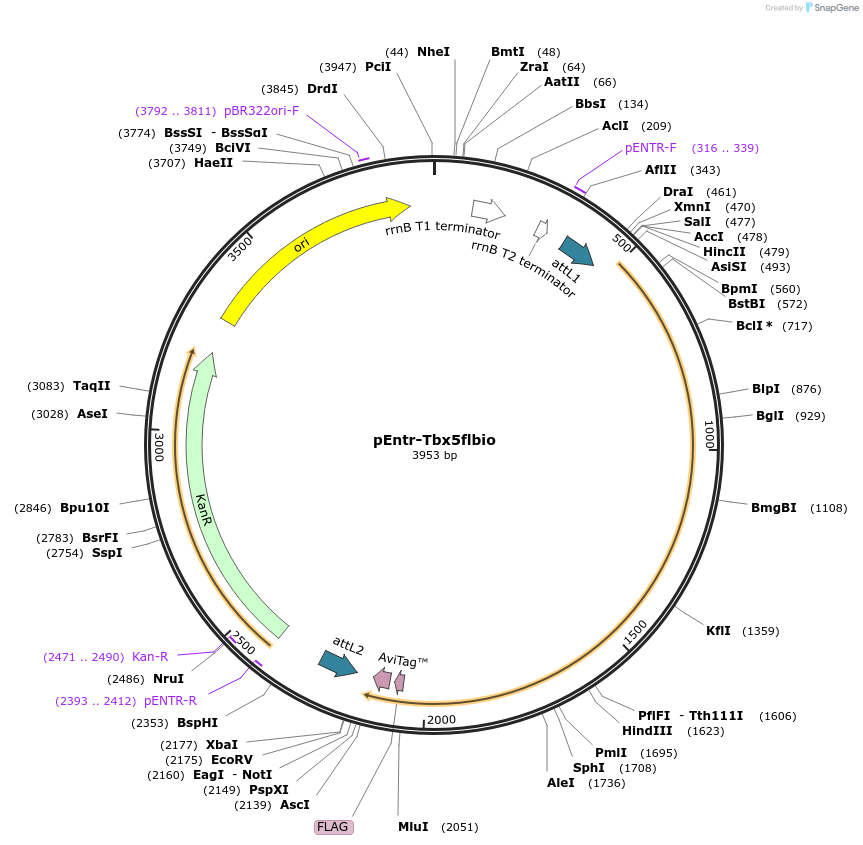 32968-plasmid-map-sequence-id-174390