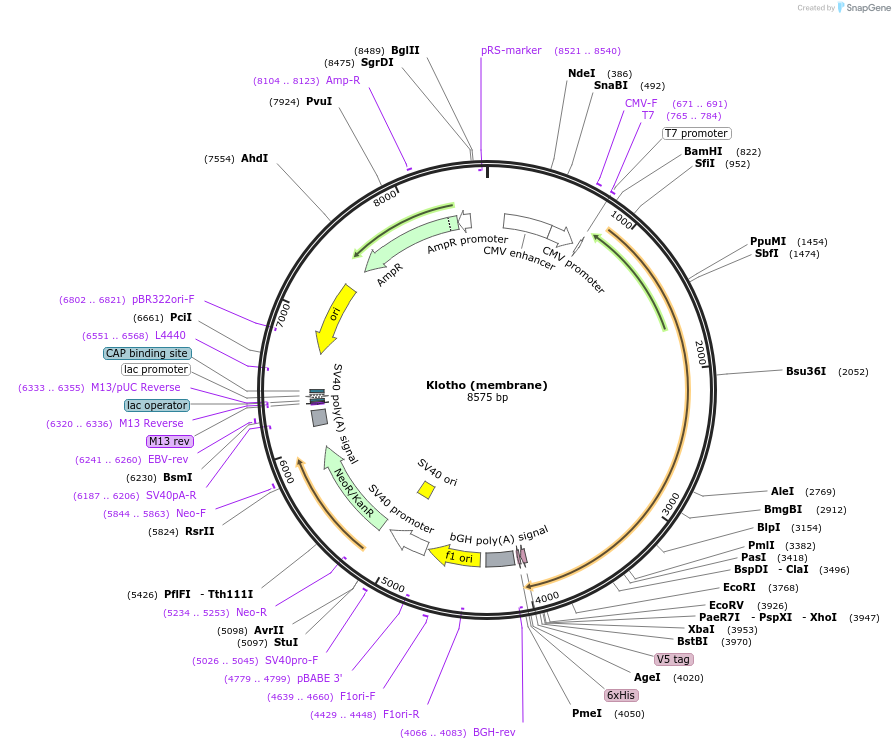 17712-plasmid-map-sequence-id-174396