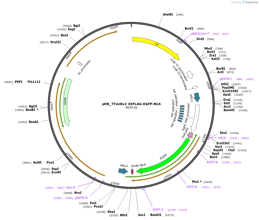 87778-plasmid-map-sequence-id-174436