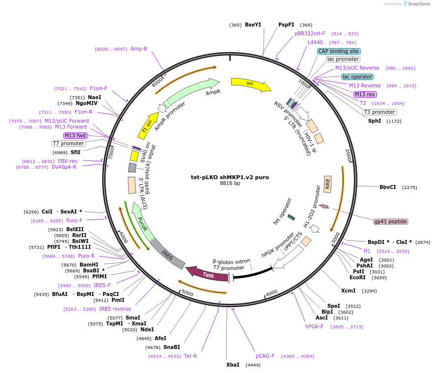 87791-plasmid-map-sequence-id-174440