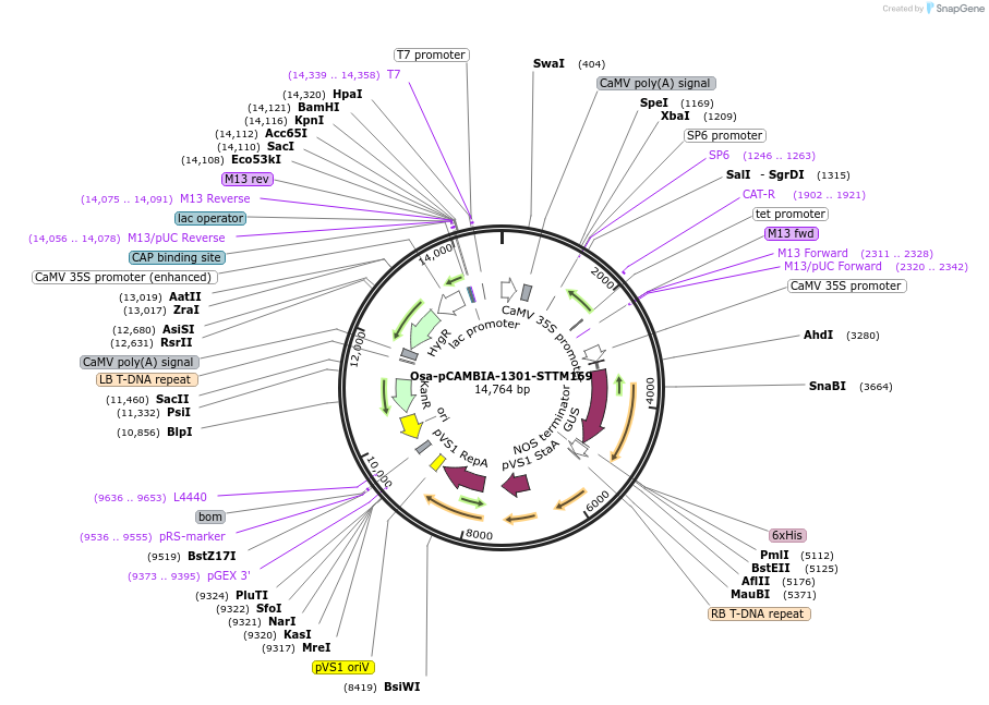 84199-plasmid-map-sequence-id-174463