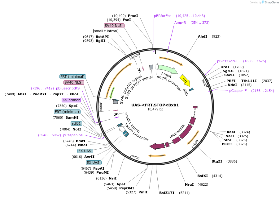 87643-plasmid-map-sequence-id-174502