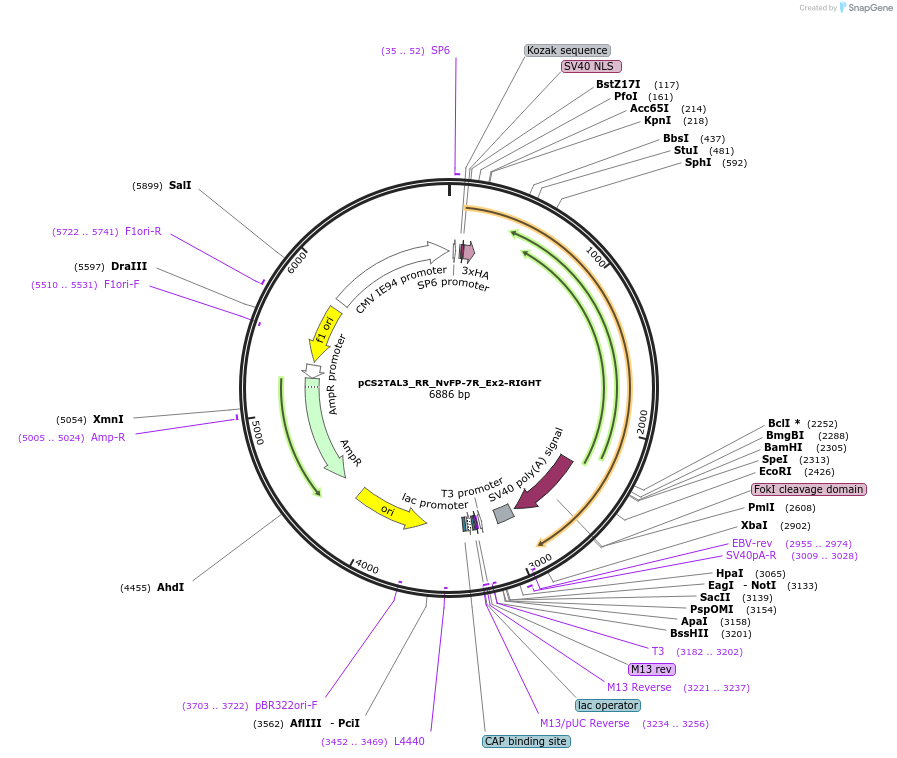 90037-plasmid-map-sequence-id-174537